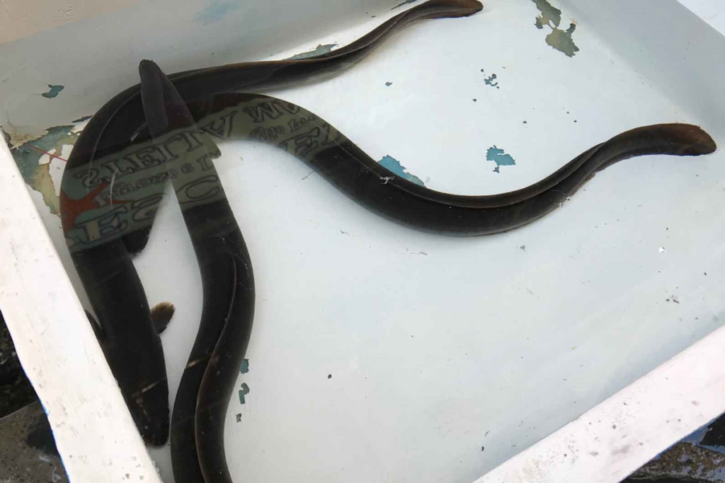 Curiosities About The Female Eel, Capitone Snake Fish | CRONACHE ...